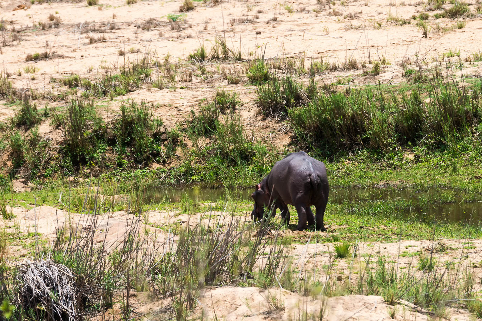 20161112 121837 Flusspferd Kopie